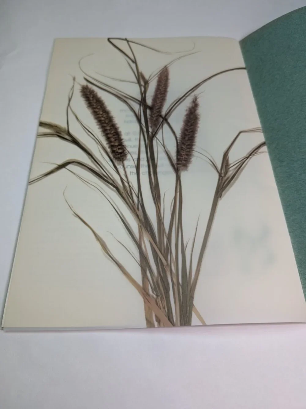 Flocked Cover Mat Vintage 1983 G.E. Pogue Seed Co Catalog Texas Grass Ephemera